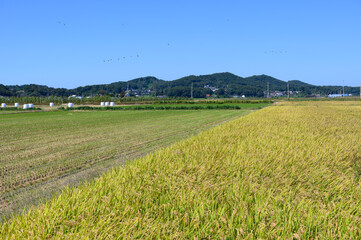 Obraz premium Korean traditional rice farming. Rice farming landscape in autumn. Rice field and the sky in, Gimpo-si, Gyeonggi-do,Republic of Korea.
