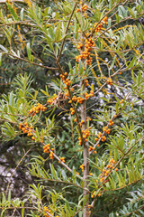 Fototapeta premium Sea buckthorn - Hippophae rhamnoides twigs with ripe orange berries in autumn