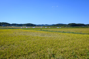 Fototapeta premium Korean traditional rice farming. Rice farming landscape in autumn. Rice field and the sky in, Gimpo-si, Gyeonggi-do,Republic of Korea.