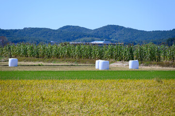 Korean traditional rice farming. Rice farming landscape in autumn. Rice field and the sky in, Gimpo-si, Gyeonggi-do,Republic of Korea.
