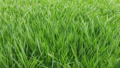  Vibrant green grass in a field