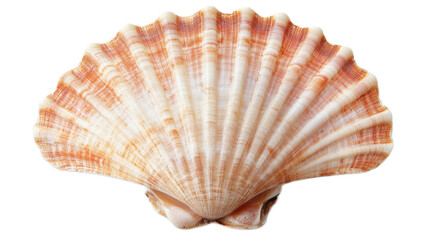 Top View of a Large Scallop Shell with Meat Inside