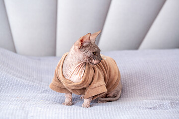 Egyptian sphinx cat in clothes sitting on bed. Close-up of hairless cat in warm sweater.