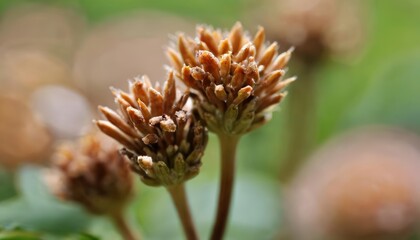  Natures intricate beauty in bloom