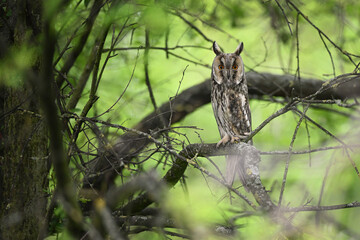 Male Long-eared owl perched among tree branches in a verdant forest