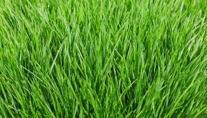 Obraz premium Vibrant green grass in closeup
