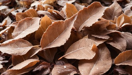  Autumns palette  A symphony of fallen leaves