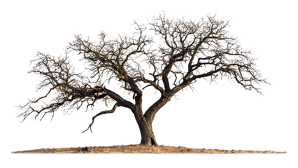 Dead and dry tree isolated on transparent background.