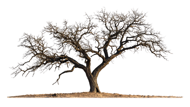 Dead and dry tree isolated on transparent background.