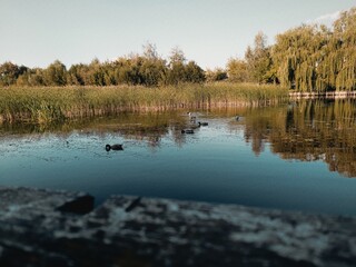 Kaczki, pływają po jeziorze. Nad brzegiem rosną wierzby płaczące.  © Jakub