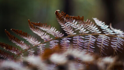 Vue rapprochée de feuilles de fougère, en automne