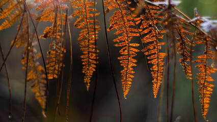 Vue rapprochée de feuilles de fougère, en automne