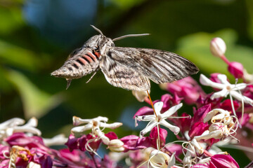 Ein Windenschwärmer an einer Blüte saugend in der Seitenansicht