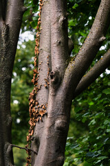 Fototapeta premium close-up of a smooth tree trunk in a summer forest or park.close-up of a smooth tree trunk in a summer forest or park.
