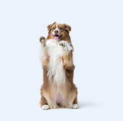 Cute dog standing on its hind legs