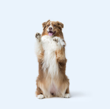 Cute dog standing on its hind legs