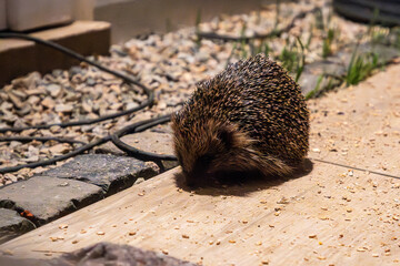 Fototapete bei efototapeten.de bestellen   