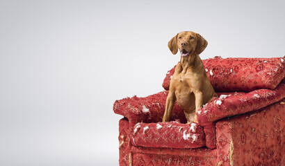 Hungarian Vizsla sitting on a damaged armchair
