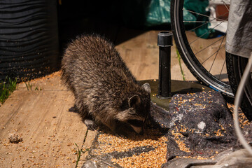 Waschbär