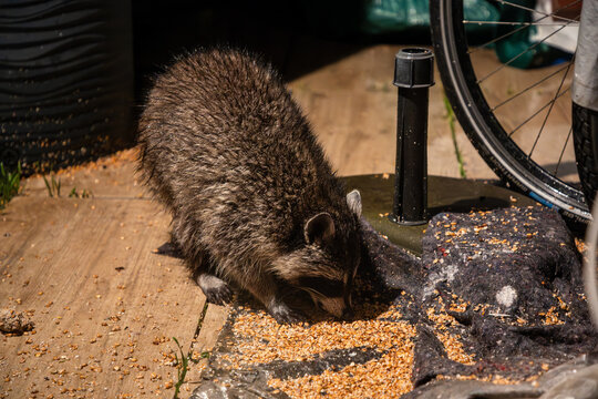 Waschb&auml;r