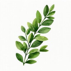 Green branch with leaves, white isolate background.