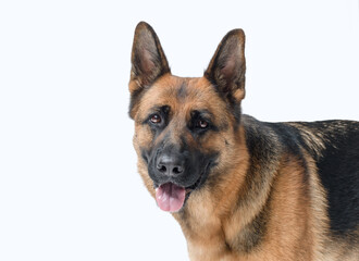 Portrait of a beautiful German Sheperd