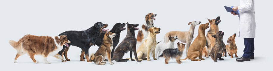 Happy dogs waiting in line at the pet clinic