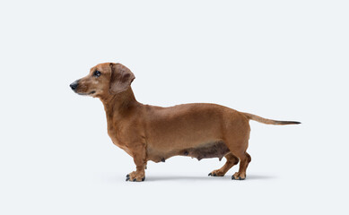 Beautiful smooth-haired Dachshund profile view