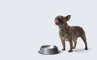 Hungry French Bulldog posing next to an empty bowl