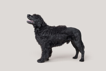 Portrait of a beautiful Cao de Agua dog breed, side view