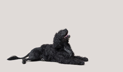 Relaxed large dog lying down