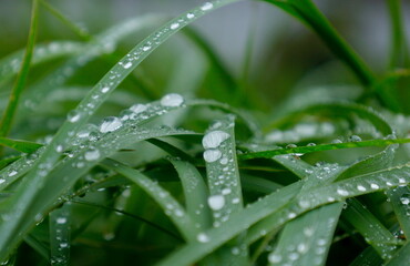 バックグラウンド：雨上がりの風景、一面の水滴がついた草