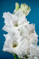 Blooming white gladiolus on a blue background