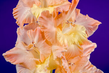 Blooming gladiolus kissy ruffle on a purple background