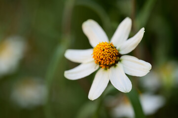 Close-up of a single white daisy with a bright yellow-orange center, standing out against a blurred green foliage background.