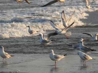 flock of seagulls