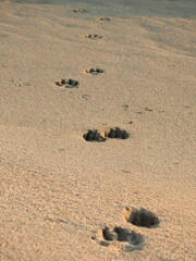 footprints in the sand