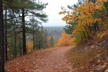 Fototapeta premium A mountain trail covered in fallen autumn leaves, with tall pine trees mixed with colorful maples, leading up to a scenic overlook.