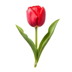 Macro Shot of a Perfect Red Tulip on a Clean White Background