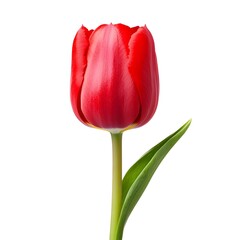 Perfect Red Tulip Flower Isolated on White Background