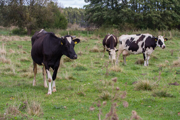 black and white cows. Cows in the meadow, cows in the pasture © Bagatela