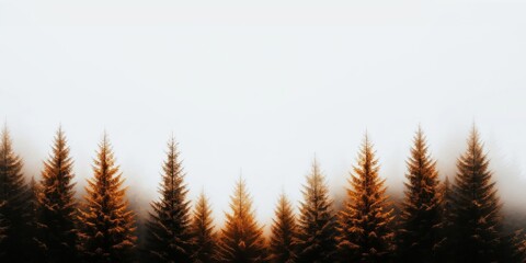 Fototapeta premium A misty forest landscape featuring tall orange spruce trees standing against a pale, foggy sky, creating a serene and minimalistic autumn scene with soft, diffused lighting