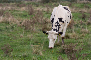 cow on a meadow © Bagatela