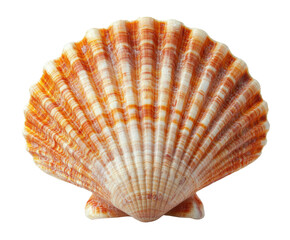 Colorful scallop shell illustration. Transparent background png.