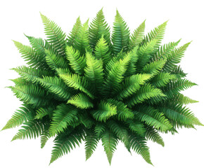 Lush green fern leaves arrangement. Transparent background png.