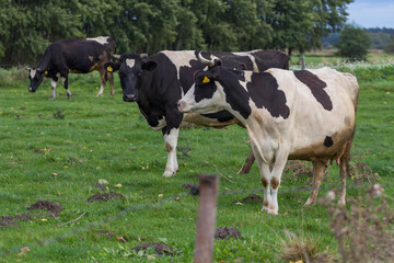 black and white cows. Cows in the meadow, cows in the pasture © Bagatela