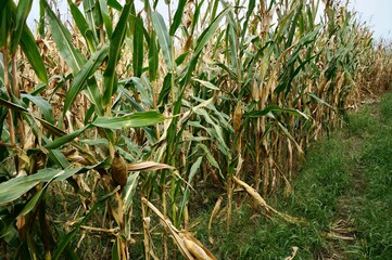 枯れたトウモロコシの畑