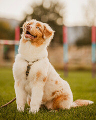 Australian Shepherd puppy at dog school for obedience training