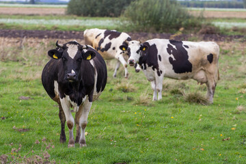 black and white cows. Cows in the meadow, cows in the pasture © Bagatela