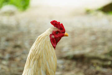 photography of closeup of white male village chicken